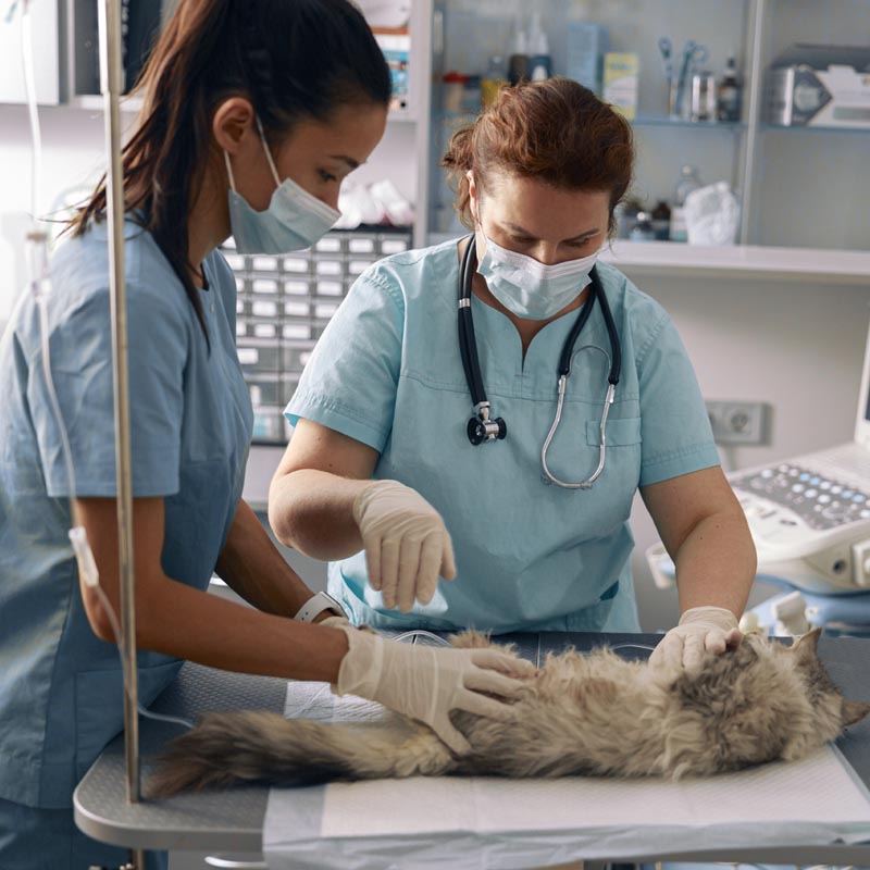 Veterinary Hospitals Brokerage Services