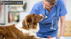Navigating the Changing Landscape: Trends Impacting Veterinary Practice Sales in 2023